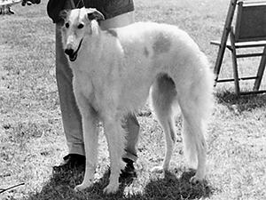 Borzoi Club of America 1960 East Best of Breed - Ch. Med-O-Land's Petrova