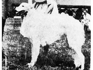 Borzoi Club of America 1959 Best of Breed - Ch. Nicky The Great of Tam-Boer