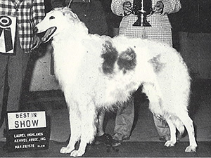 Borzoi Club of America 1976 National Best of Breed - Ch. Cossack's Echo