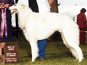 Borzoi Club of America 1986 Best of Breed - Ch. Oracle's Vision of Birchwood