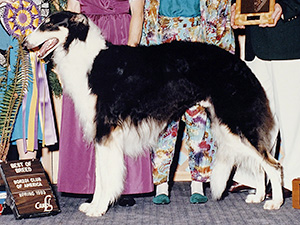 Borzoi Club of America 1993 Best of Breed - Ch. Thats-A-Brutal Truth