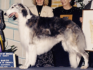 Borzoi Club of America 1997 Best of Breed - Ch. Sky Run's Along For The Ride