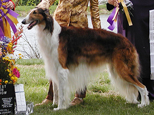 Borzoi Club of America 2004 Best of Breed - Ch. OnTime Red Sky At Night