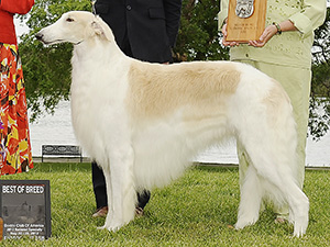 Borzoi Club of America 2012 Best of Breed - GCh. Aashtoria Wildhunt Hidden Agenda