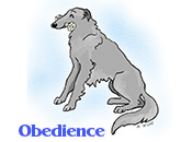 A Borzoi in obedience