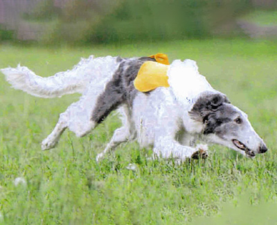 Lure Coursing Machine for Dogs - National Borzoi Club