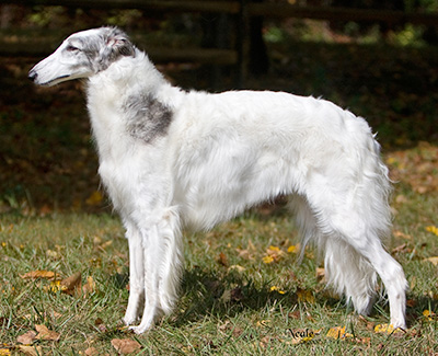 2008 National Supplement - Borzoi Club of America