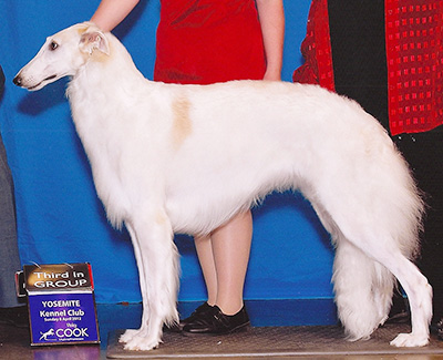 The Fall 2012 - Borzoi Club of America