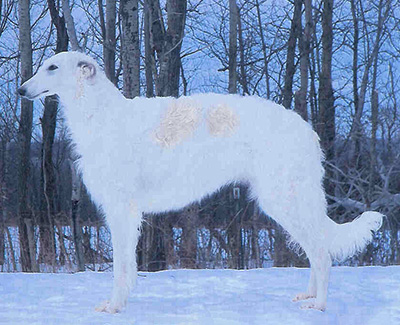 2011 National Supplement - Borzoi Club of America, Inc.