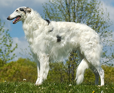 2008 National Supplement - Borzoi Club of America