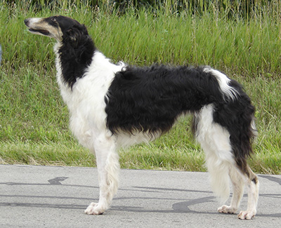 2008 National Supplement - Borzoi Club of America