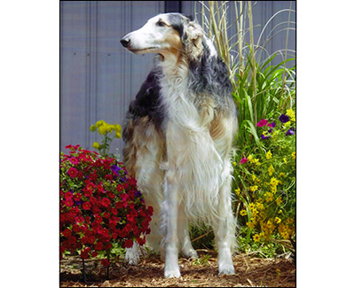 The Fall 2012 - Borzoi Club of America