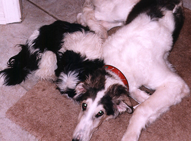 Borzoi and Shih Tzu