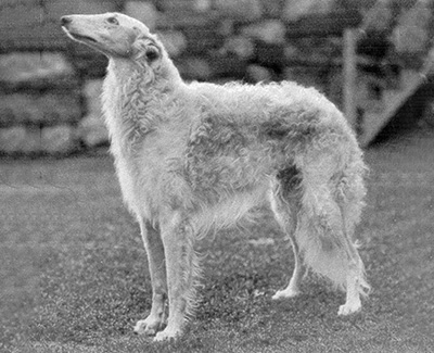 1928 Limit Dog - 2nd