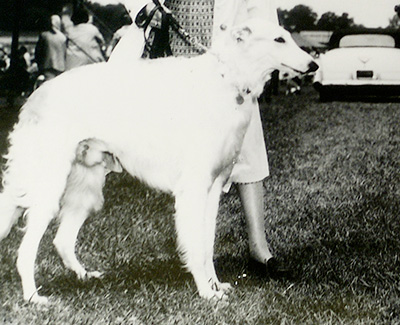 1960 Dog, Open - 1st