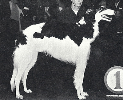 1961 Dog, Amerian Bred - 3rd