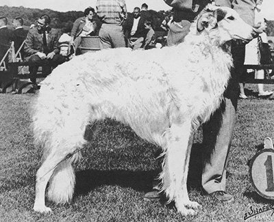 1961 Dog, Bred by Exhibitor - 2nd