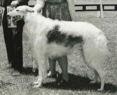 1962 American Bred Dog 2nd