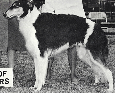1967 Dog, Amerian Bred - 1st