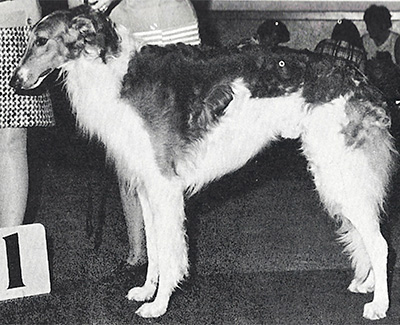 1968 Dog, Amerian Bred - 2nd