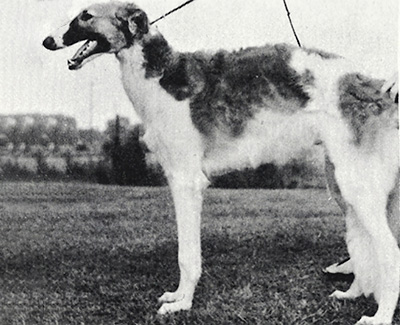 1970 Dog, 9 months and under 12 - 1st