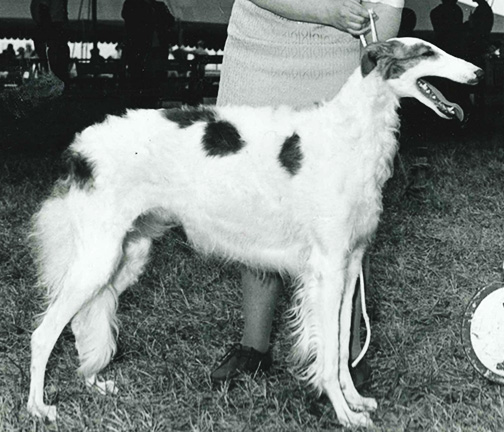 1971 Bitch, Bred by Exhibitor - 3rd