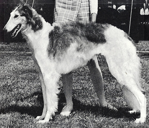 1971 Bitch, Bred by Exhibitor - 4th