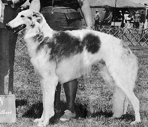 1971 Dog, Amerian Bred - 2nd