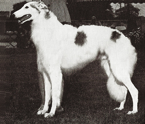 1971 Dog, Open - 3rd