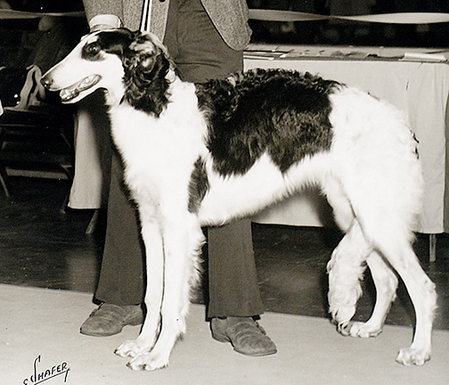 1971 Best Junior Puppy in Sweepstakes