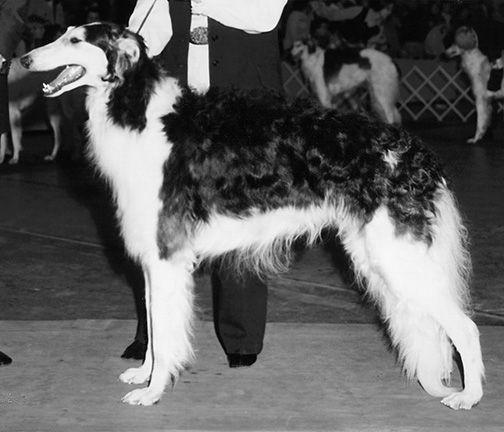 1971 Puppy Sweepstakes Dog, 15 months and under 18 - 1st