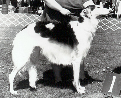 1972 Dog, Veteran 7 years and under 10 - 2nd