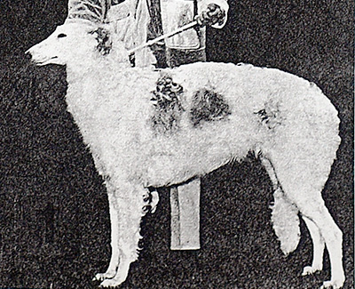 1973 East Futurity Dog, 12 months and under 15 - 3rd