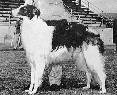 1973 West Reserve Winners Dog