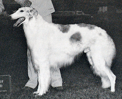 1974 Dog, 9 months and under 12 - 1st