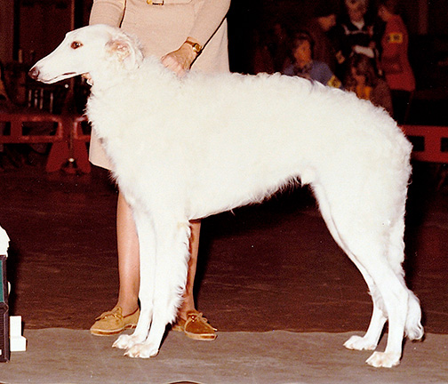 1974 Best Senior Puppy In Futurity