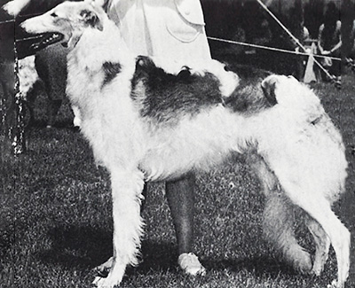 1973 Futurity Dog, 12 months and under 15 - 3rd