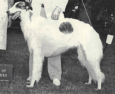 1975 Dog, 9 months and under 12 - 2nd