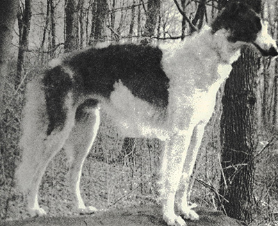 1975 Dog, 9 months and under 12 - 4th