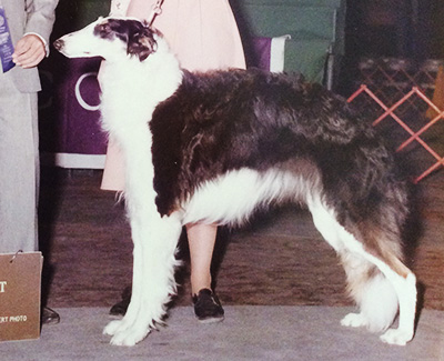1976 Bred By Exhibitor Bitch 1st