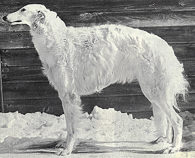 1976 Bitch, Bred by Exhibitor - 2nd