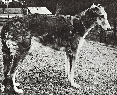 1976 Dog, Amerian Bred - 3rd