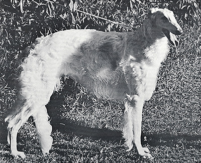 1976 Dog, Bred by Exhibitor - 1st