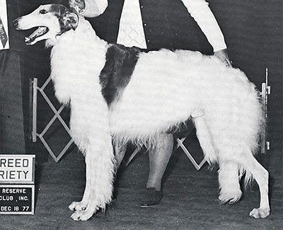 1976 Dog, Bred by Exhibitor - 2nd