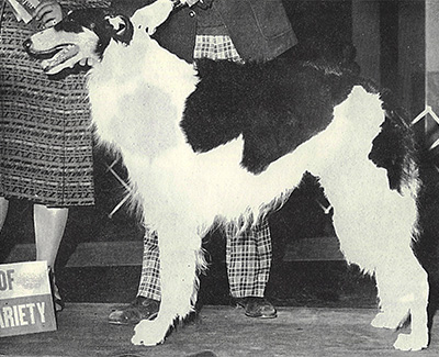 1976 Dog, Bred by Exhibitor - 3rd