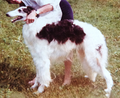 1976 Dog, Novice - 1st