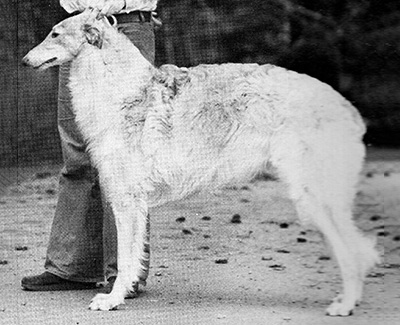 1976 Sweepstakes Dog, 12 months and under 18 - 3rd
