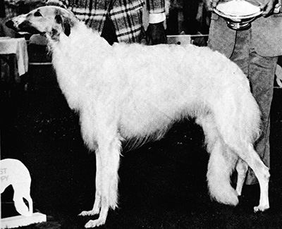1976 Sweepstakes Dog, 12 months and under 18 - 2nd