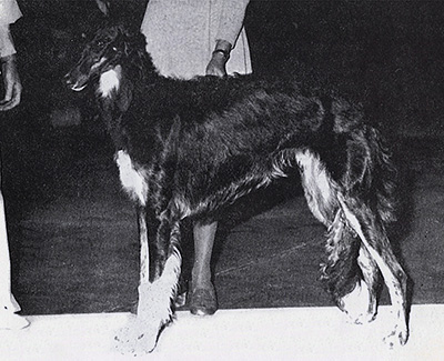 1976 Sweepstakes Dog, 6 months and under 9 - 2nd