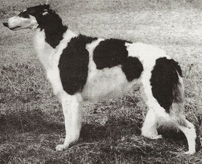 1977 Bitch, Bred by Exhibitor - 2nd